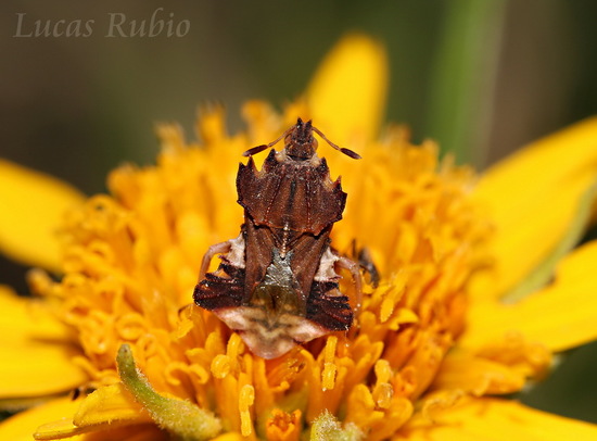 Jagged ambush bug