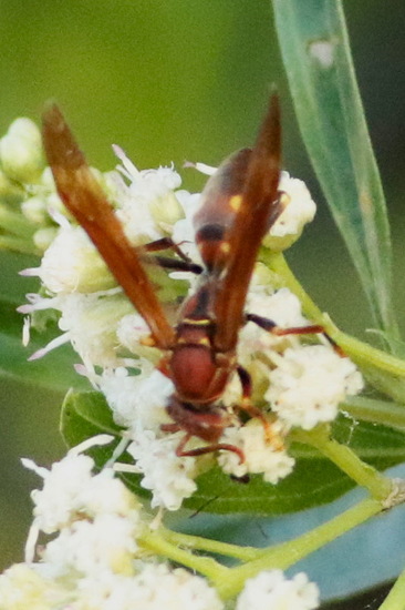Paper wasp