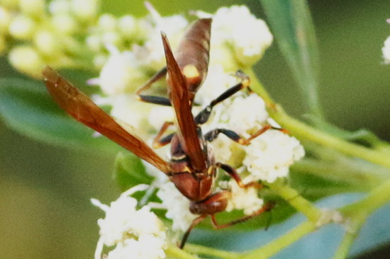 Paper wasp
