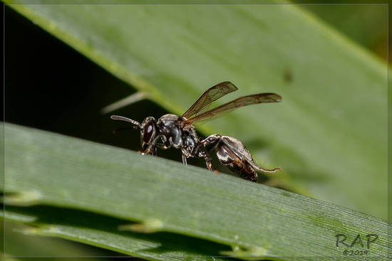 Black paper wasp