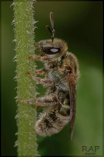 Sweat bee