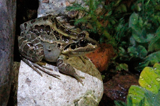 Rana criolla