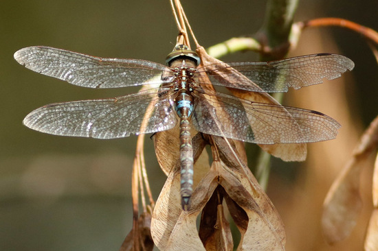 Dragonfly/Darners