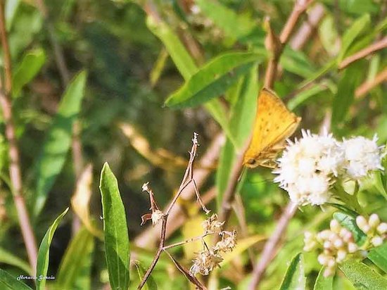 Saltarina amarilla