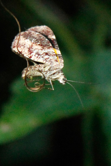Polilla geómetra