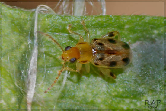 Flea beetle