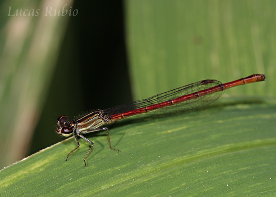 Damselfly/Narrow-winged damselflies