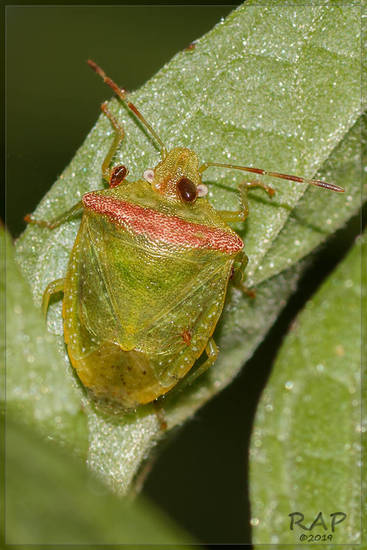 Stink bug