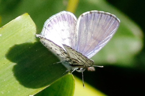 Yuyera
