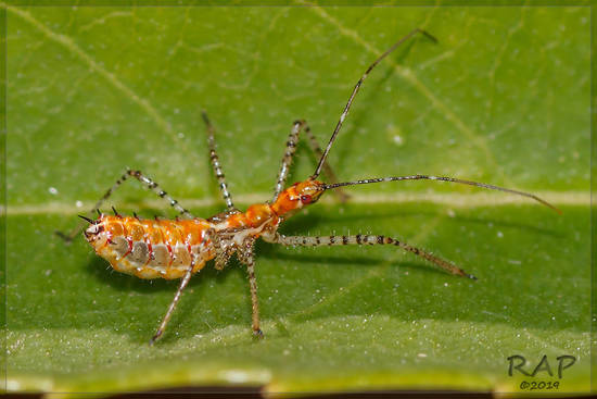 Assassin bug