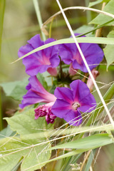 Campanilla violeta/Ocean blue morning glory