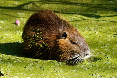 Coipo/Coypu