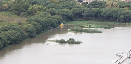 Coipos Brasil/Coypu Pond Brasil