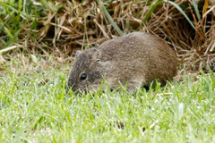 Cuis/Brazilian Guinea pig