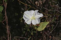 Dama de noche/Moonflower