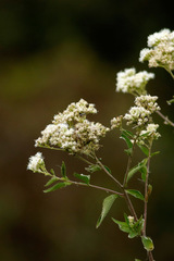 Doctorcito/Austroeupatorium inulifolium