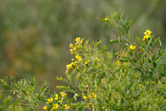 Flechilla/Larger bur-marigold