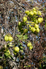 Globito cipó/Balloon vine