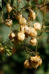 Globito cipó/Balloon vine