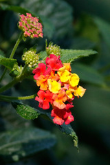 Lantana