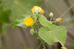 Malvavisco/Hairy Indian mallow