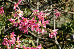 Palo borracho/Silkfloss tree