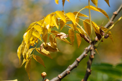 Paraíso/White cedar