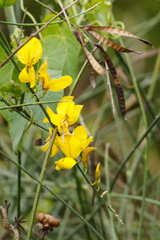 Retama/Spanish broom