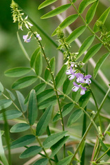 Ruda cabruna/Goat's rue