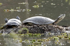 Tortuga de laguna