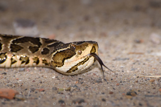 Urutu pit viper