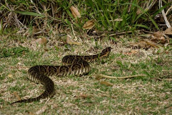 Urutu pit viper