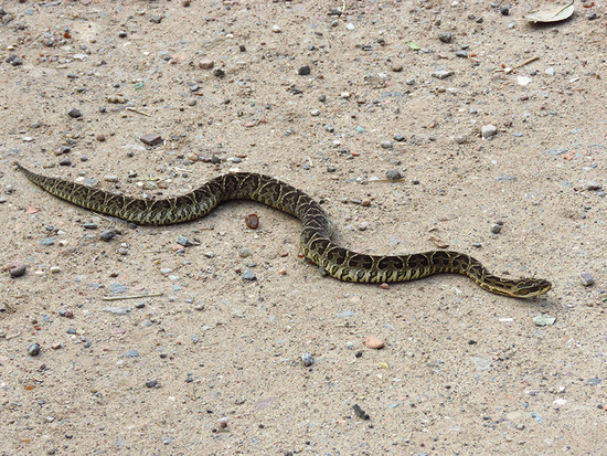 Urutu pit viper