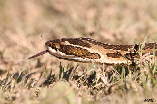 Urutu pit viper