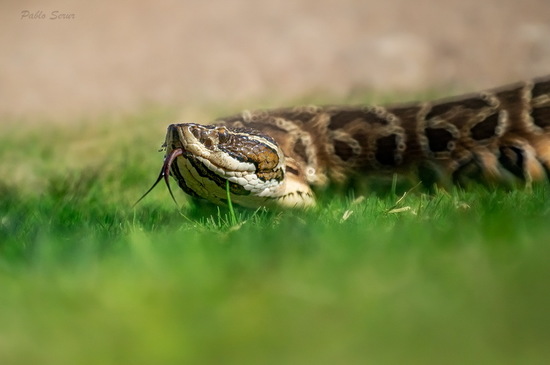 Urutu pit viper