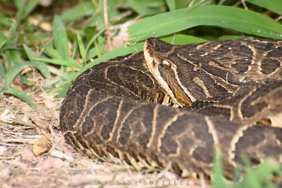 Urutu pit viper