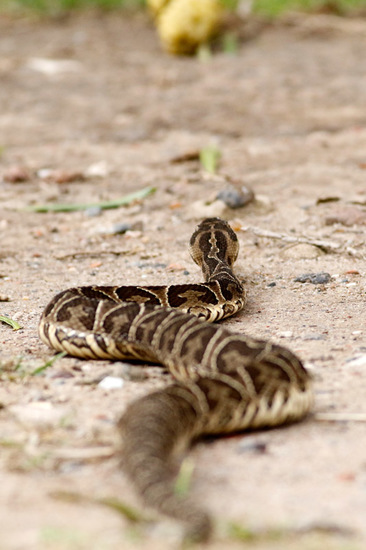 Urutu pit viper