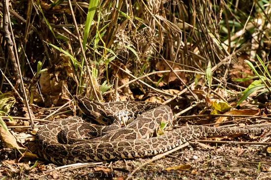Urutu pit viper