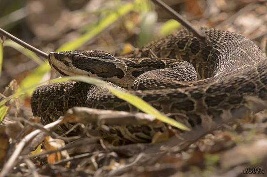 Urutu pit viper