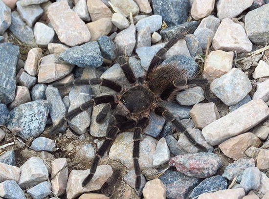 Misiones tarantula