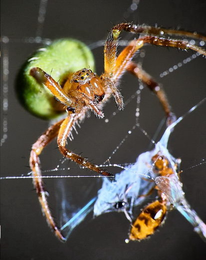 Orb weaver