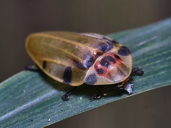 Firefly