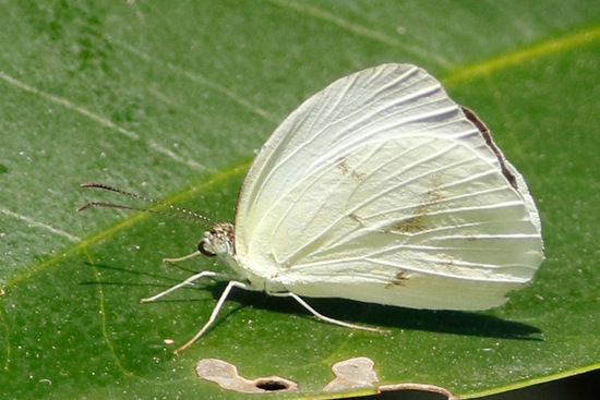 Blanquita