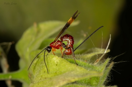 Braconid wasp