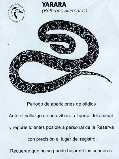 Urutu pit viper