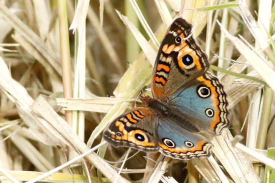 Southern buckeye