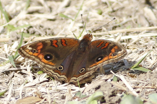 Southern buckeye