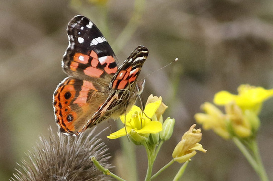 Southamerican lady