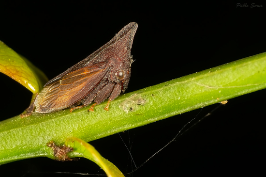 Treehopper