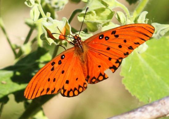 Gulf fritillary